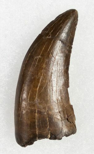 Large Nanotyrannus Tooth - Tooth Draw Quarry #11947